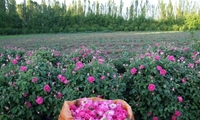 بیشترین سطح زیر کشت گل محمدی درشهرستان بردسیر